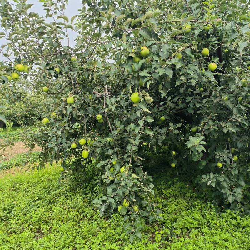 电商青苹果