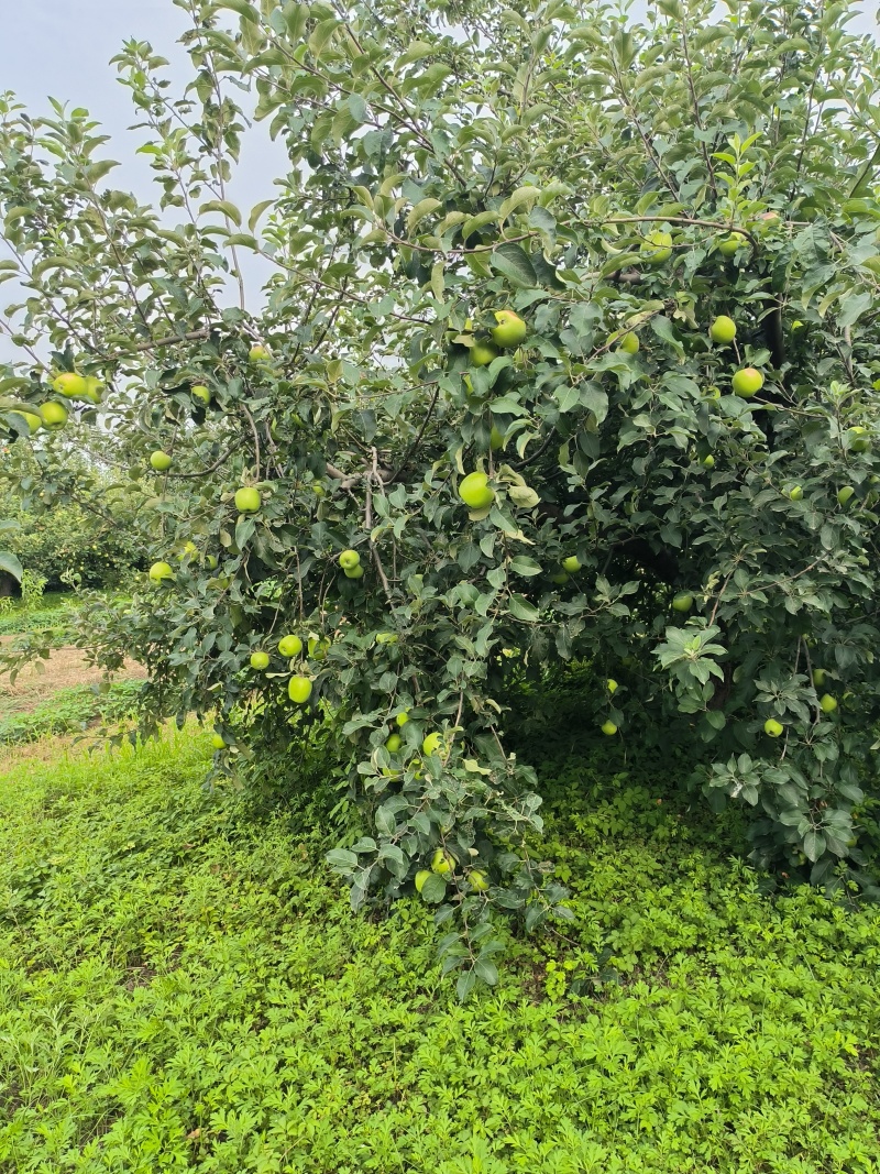 电商青苹果