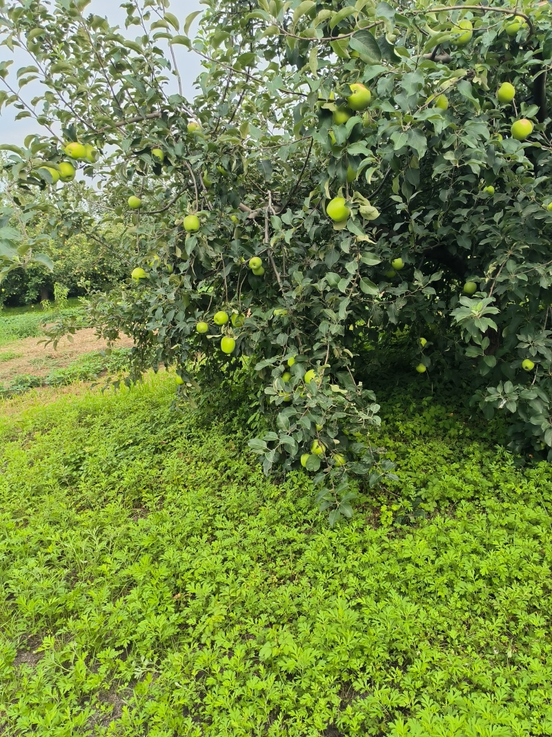 电商青苹果