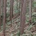 100亩4公分6公分8公分杉木间伐材