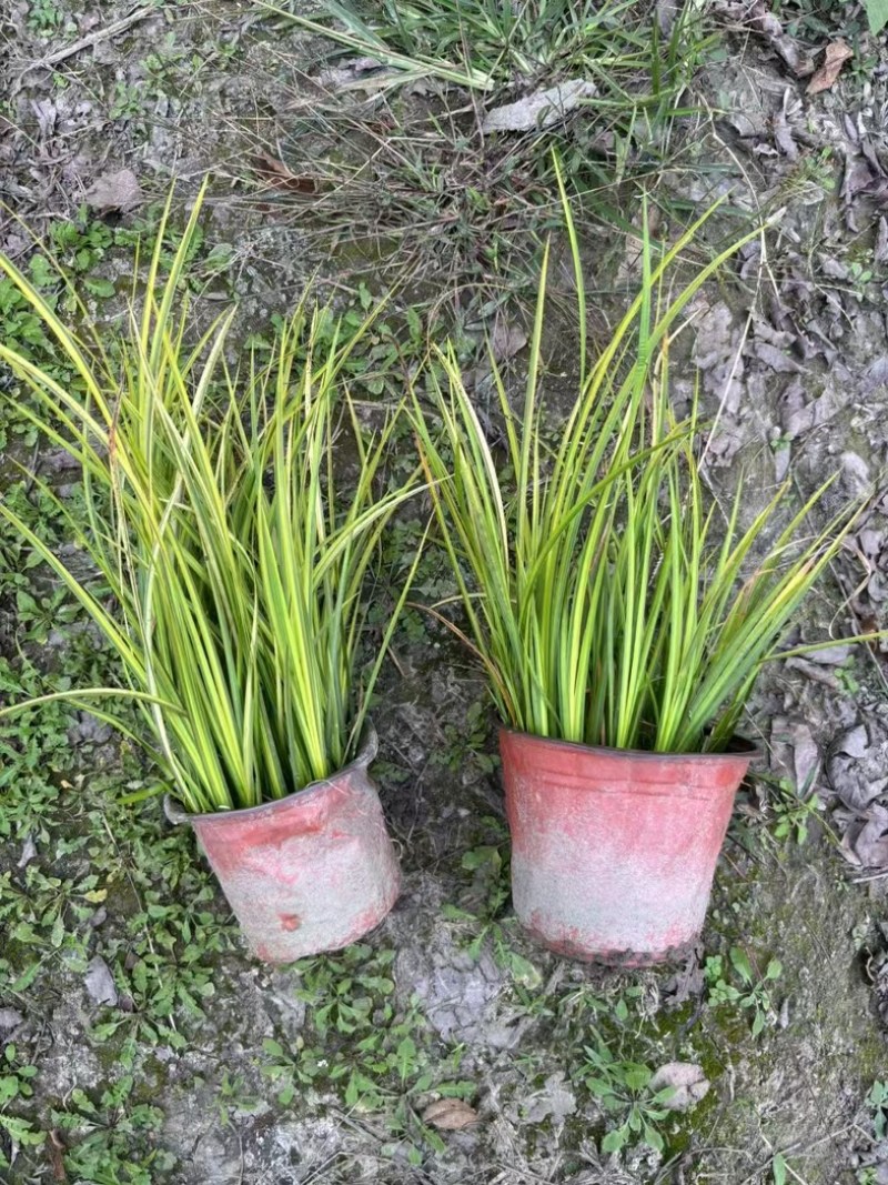 金叶石菖蒲郫县基地直发成都金叶石菖蒲批发一手货源