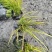 金叶石菖蒲郫县基地直发成都金叶石菖蒲批发一手货源