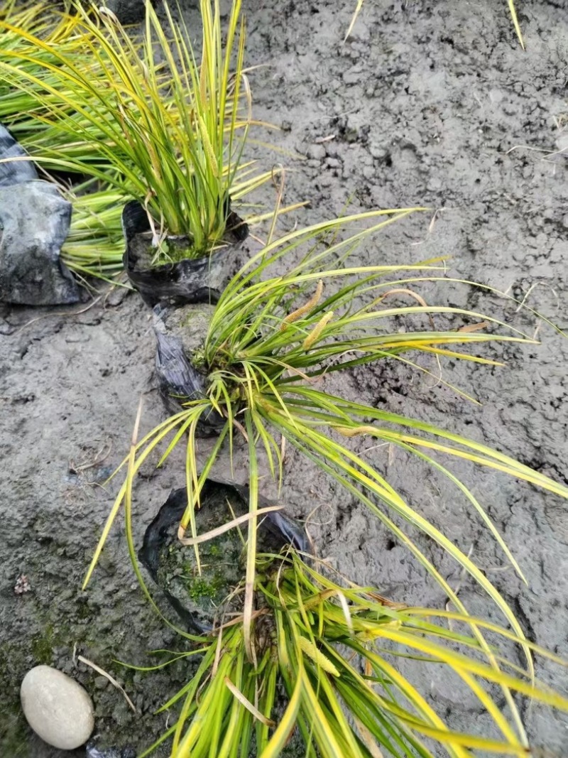 金叶石菖蒲郫县基地直发成都金叶石菖蒲批发一手货源
