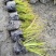 金叶石菖蒲郫县基地直发成都金叶石菖蒲批发一手货源