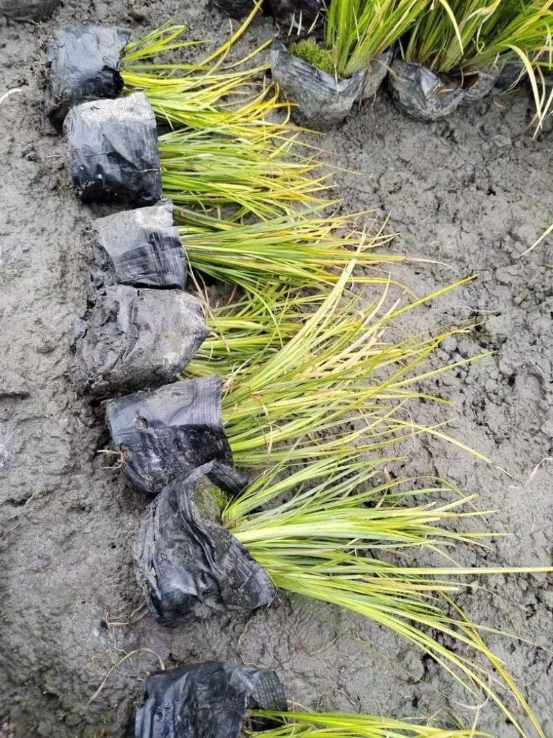 金叶石菖蒲郫县基地直发成都金叶石菖蒲批发一手货源