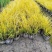 金叶石菖蒲郫县基地直发成都金叶石菖蒲批发一手货源