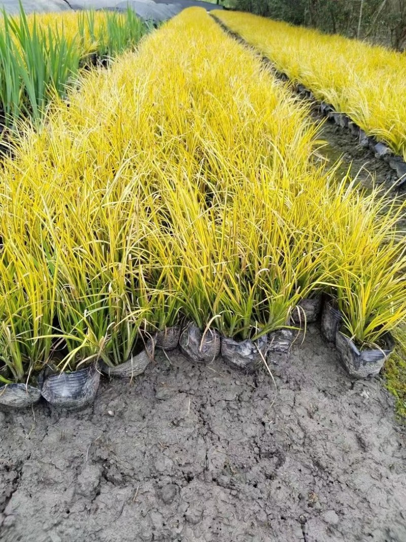 金叶石菖蒲郫县基地直发成都金叶石菖蒲批发一手货源
