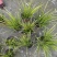金叶石菖蒲郫县基地直发成都金叶石菖蒲批发一手货源