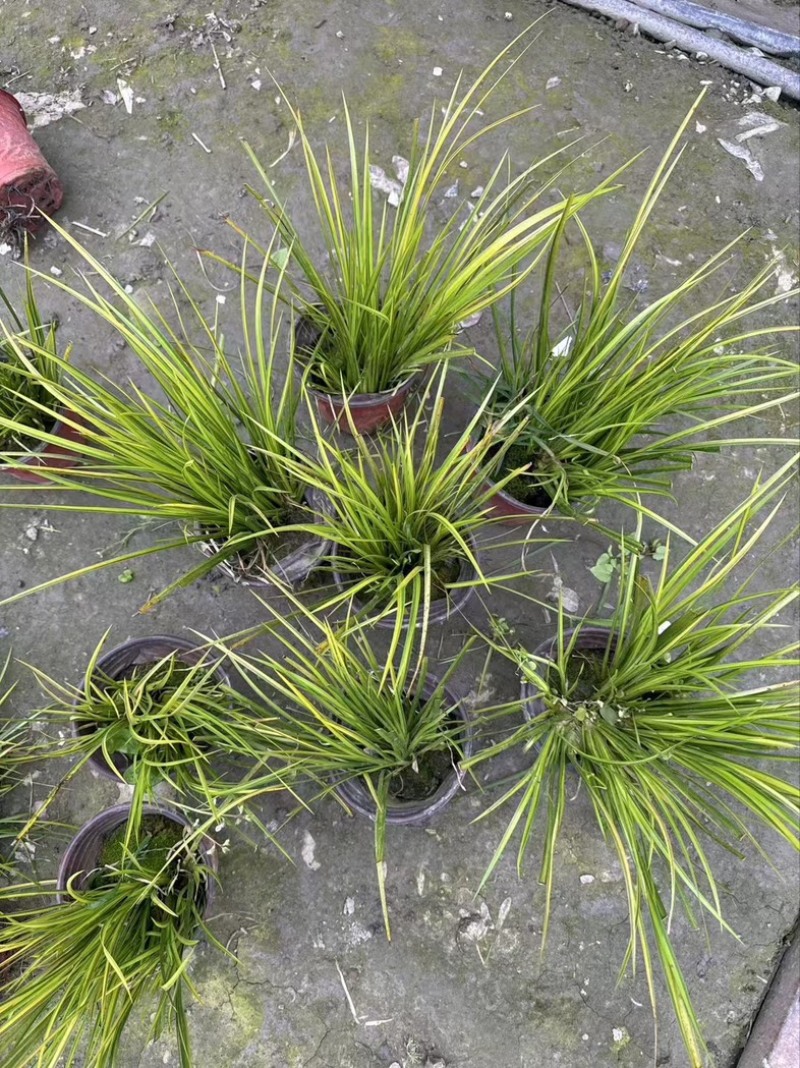 金叶石菖蒲郫县基地直发成都金叶石菖蒲批发一手货源