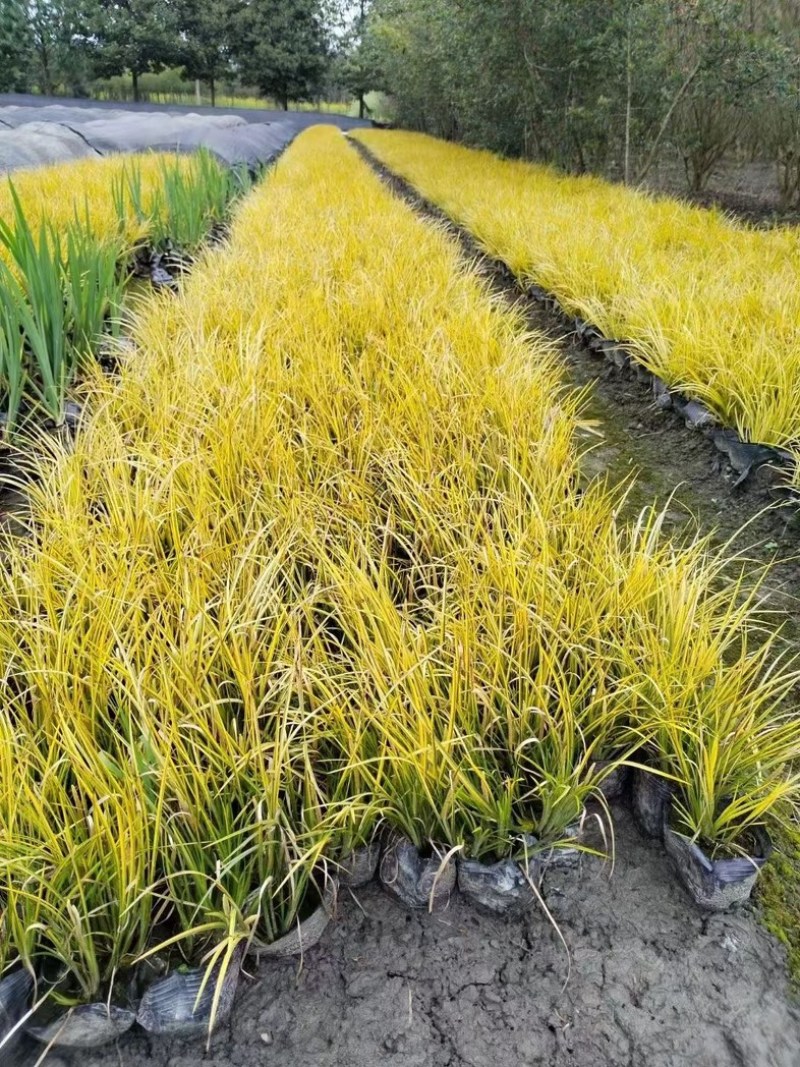 金叶石菖蒲郫县基地直发成都金叶石菖蒲批发一手货源