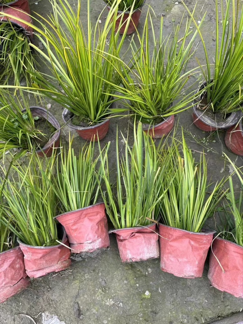 金叶石菖蒲郫县基地直发成都金叶石菖蒲批发一手货源