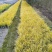 金叶石菖蒲郫县基地直发成都金叶石菖蒲批发一手货源