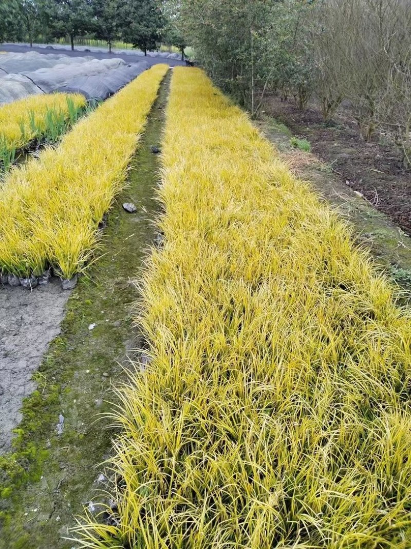 金叶石菖蒲郫县基地直发成都金叶石菖蒲批发一手货源
