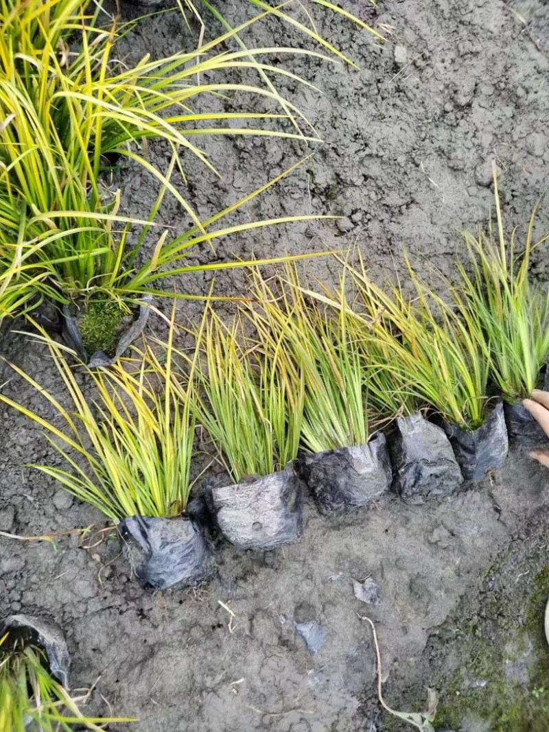 金叶石菖蒲郫县基地直发成都金叶石菖蒲批发一手货源