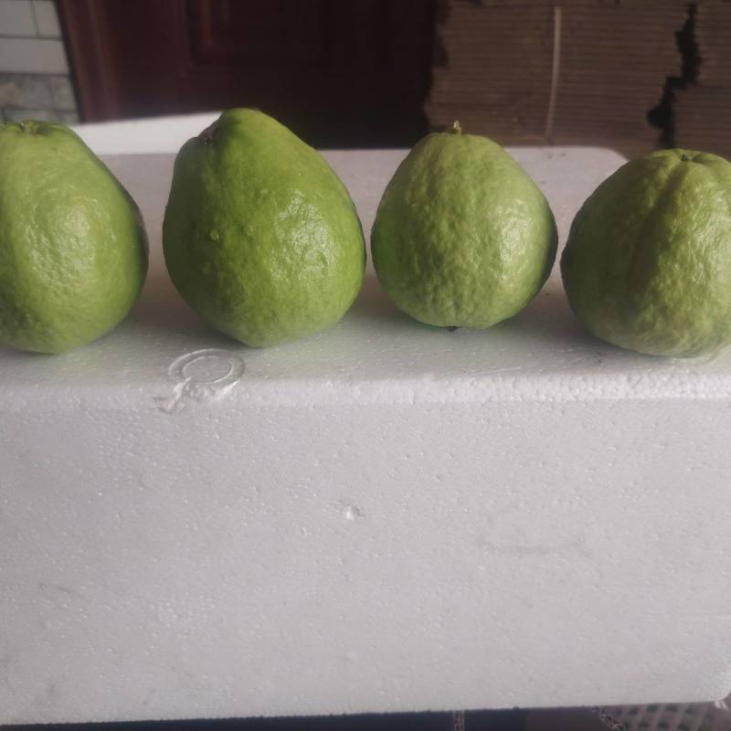 红心番石榴