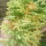 蔬菜夜香花