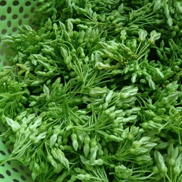 蔬菜夜香花