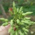 蔬菜夜香花