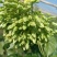 蔬菜夜香花