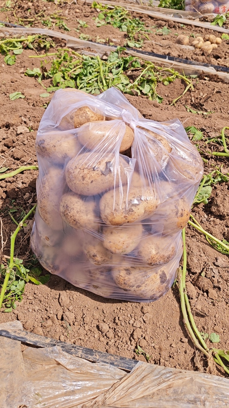 商品土豆