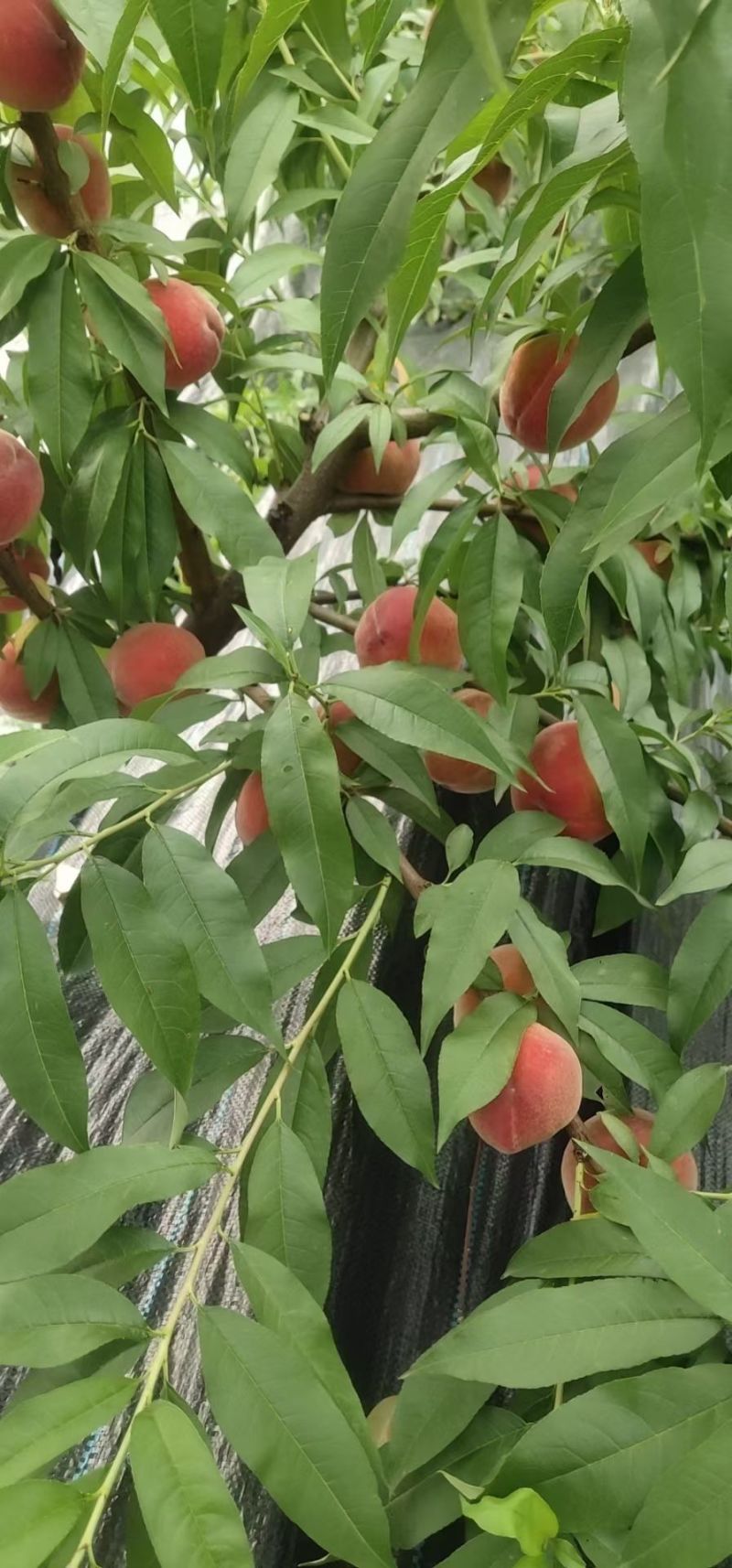 脆甜水蜜桃，，一个星期不软