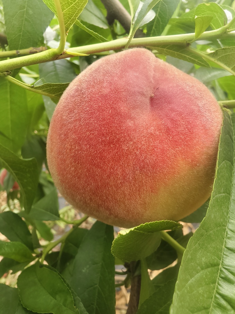 脆甜水蜜桃，，一个星期不软
