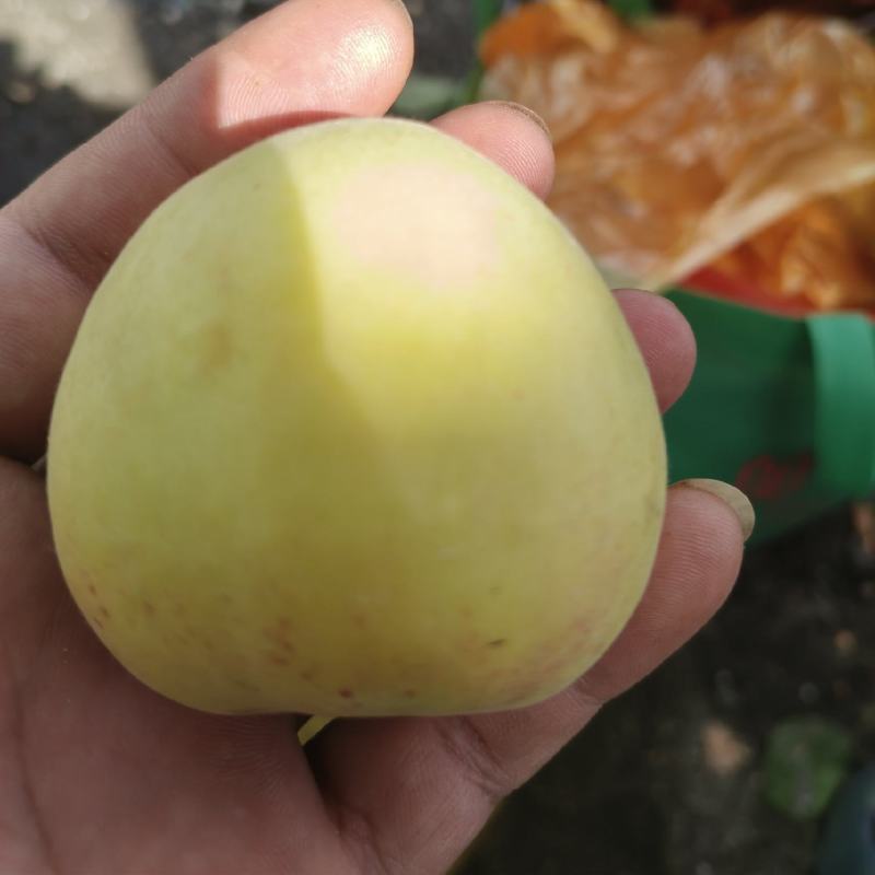 大白杏