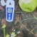 苹果梨，青皮梨产地供应。口感脆甜，无渣，多汁。供商超批发