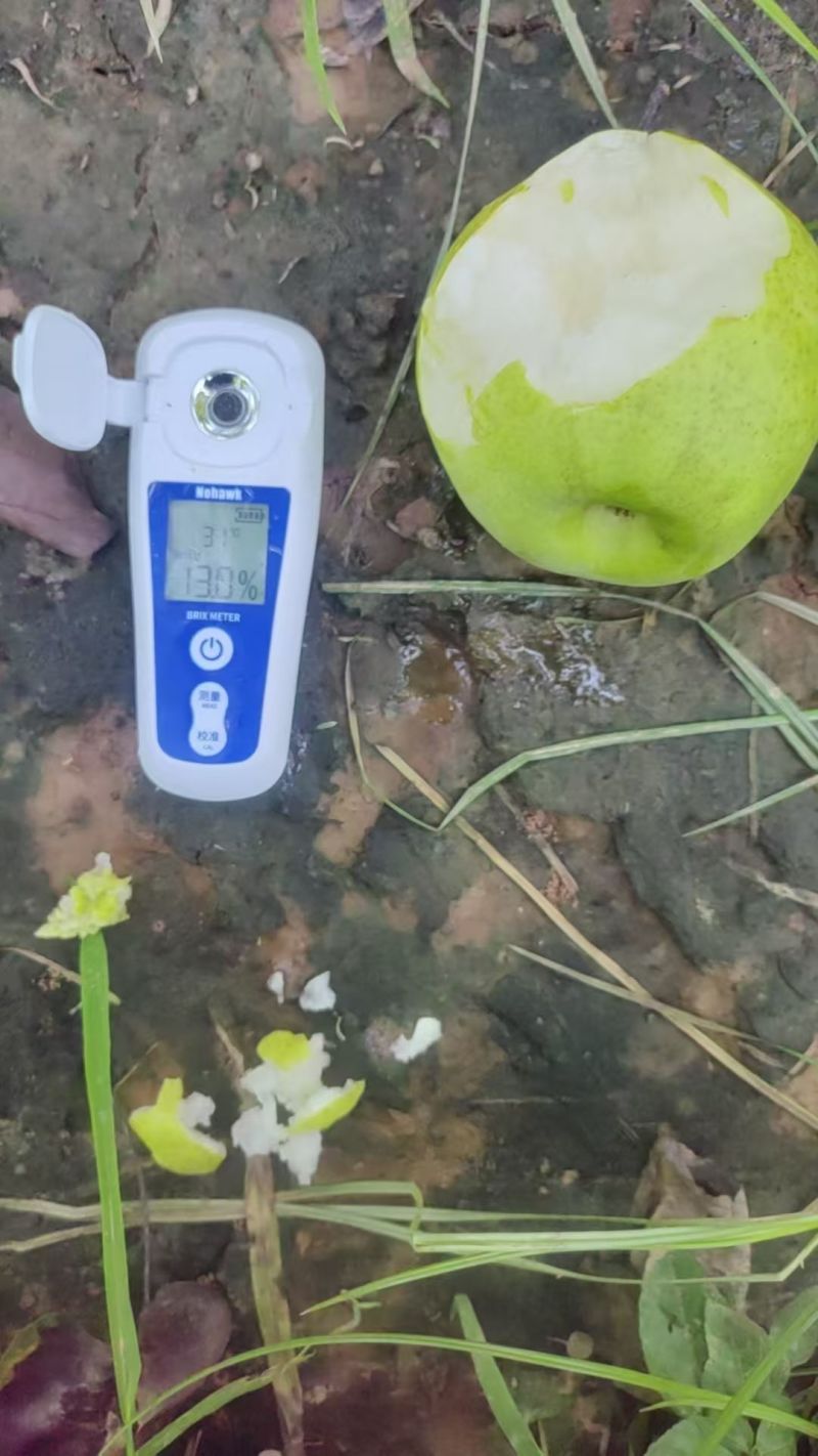 苹果梨，青皮梨产地供应。口感脆甜，无渣，多汁。供商超批发