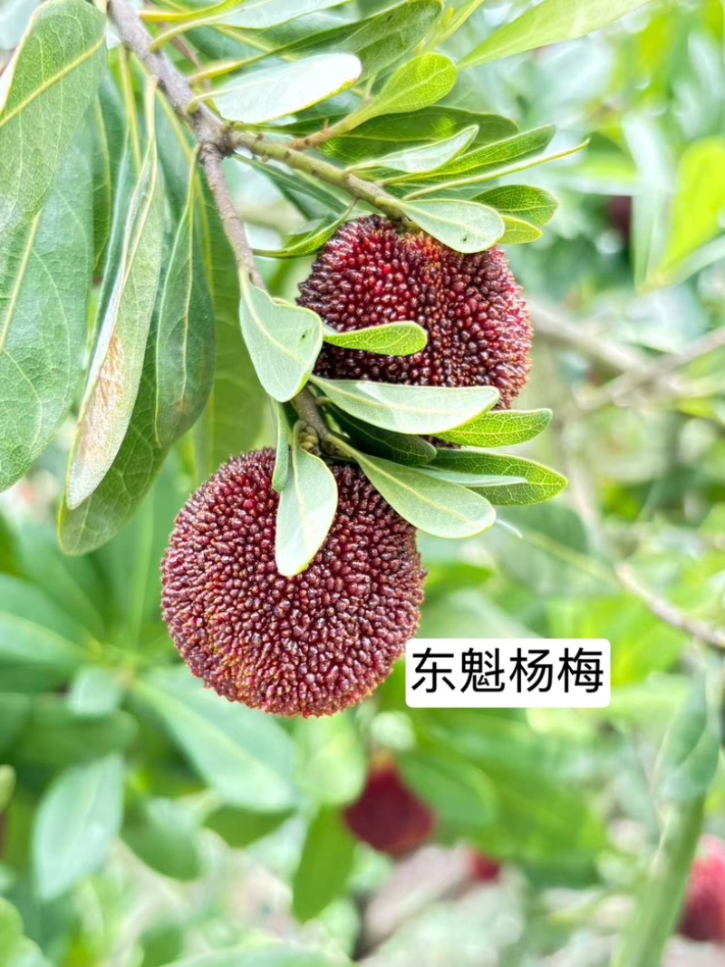 浙江东魁杨梅现摘现发