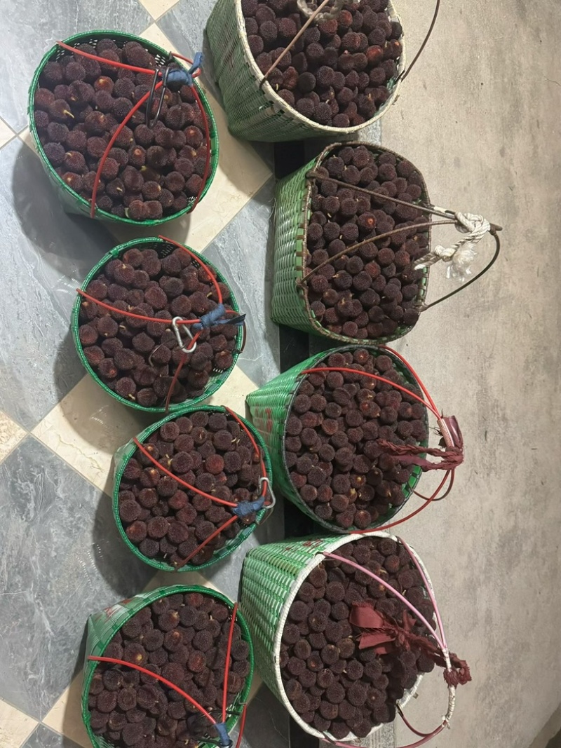 浙江东魁杨梅现摘现发
