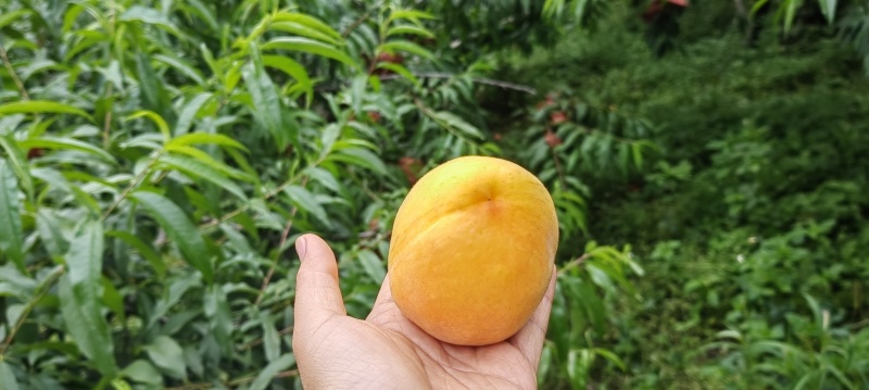 高山锦绣【黄桃】，现摘现发，货量足，价格优，欢迎老板咨询