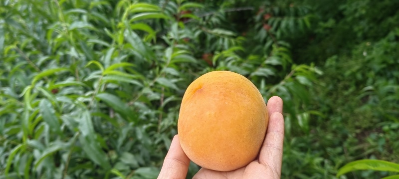 高山锦绣【黄桃】，现摘现发，货量足，价格优，欢迎老板咨询