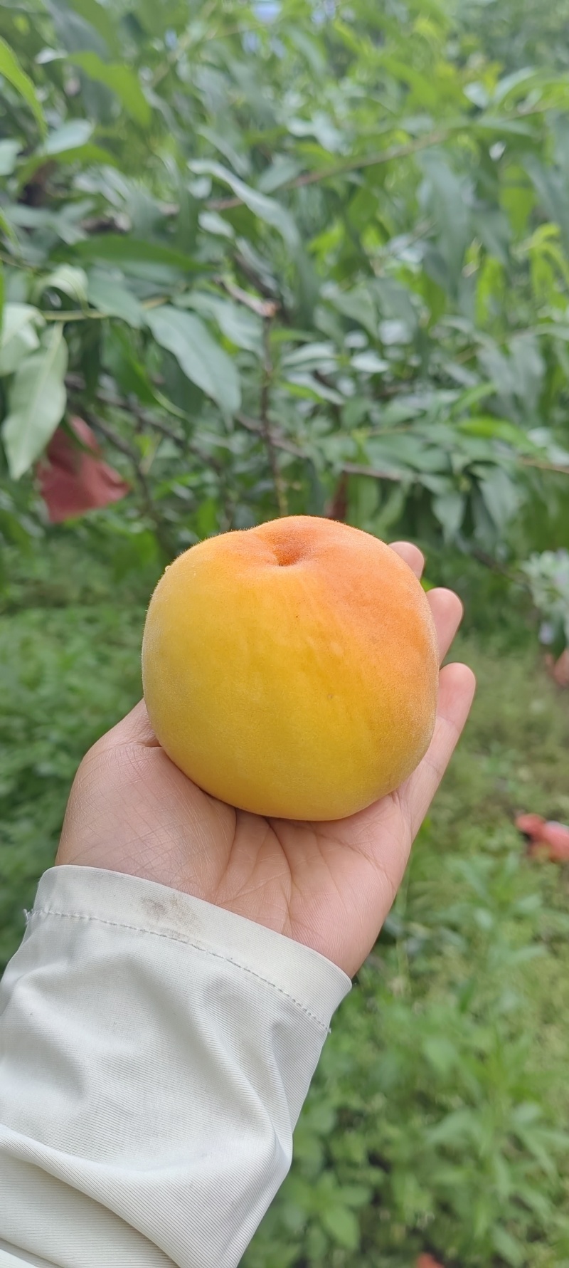 高山锦绣【黄桃】，现摘现发，货量足，价格优，欢迎老板咨询