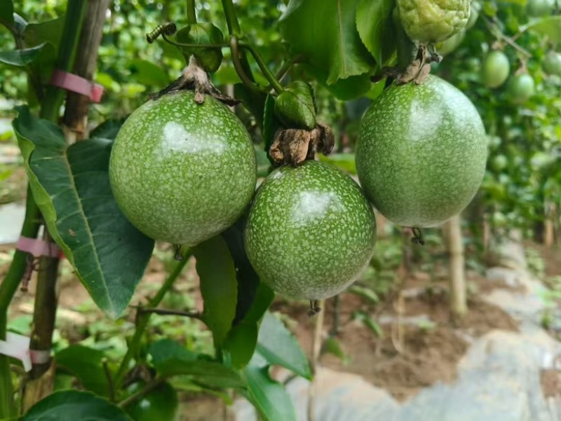 云南红河台农百香果