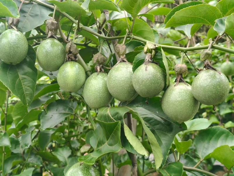 云南红河台农百香果