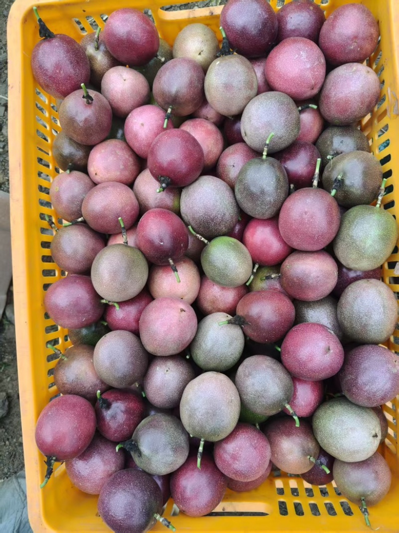云南红河台农百香果