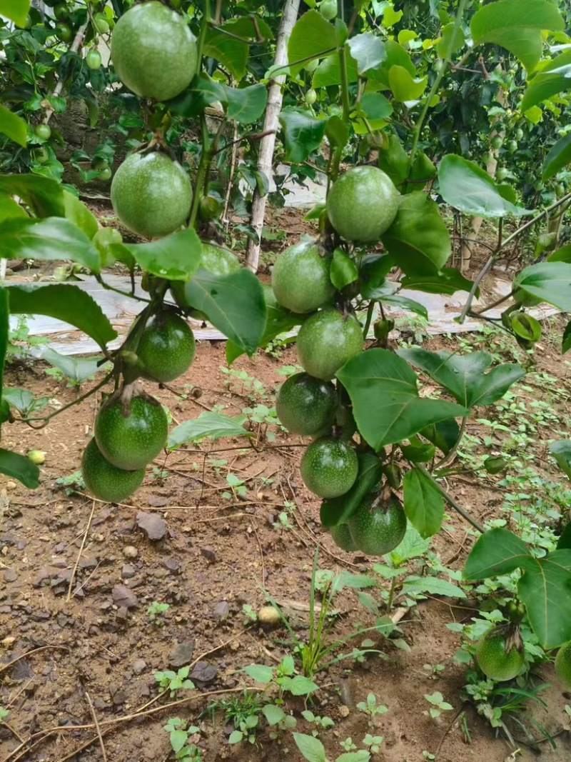 云南红河台农百香果