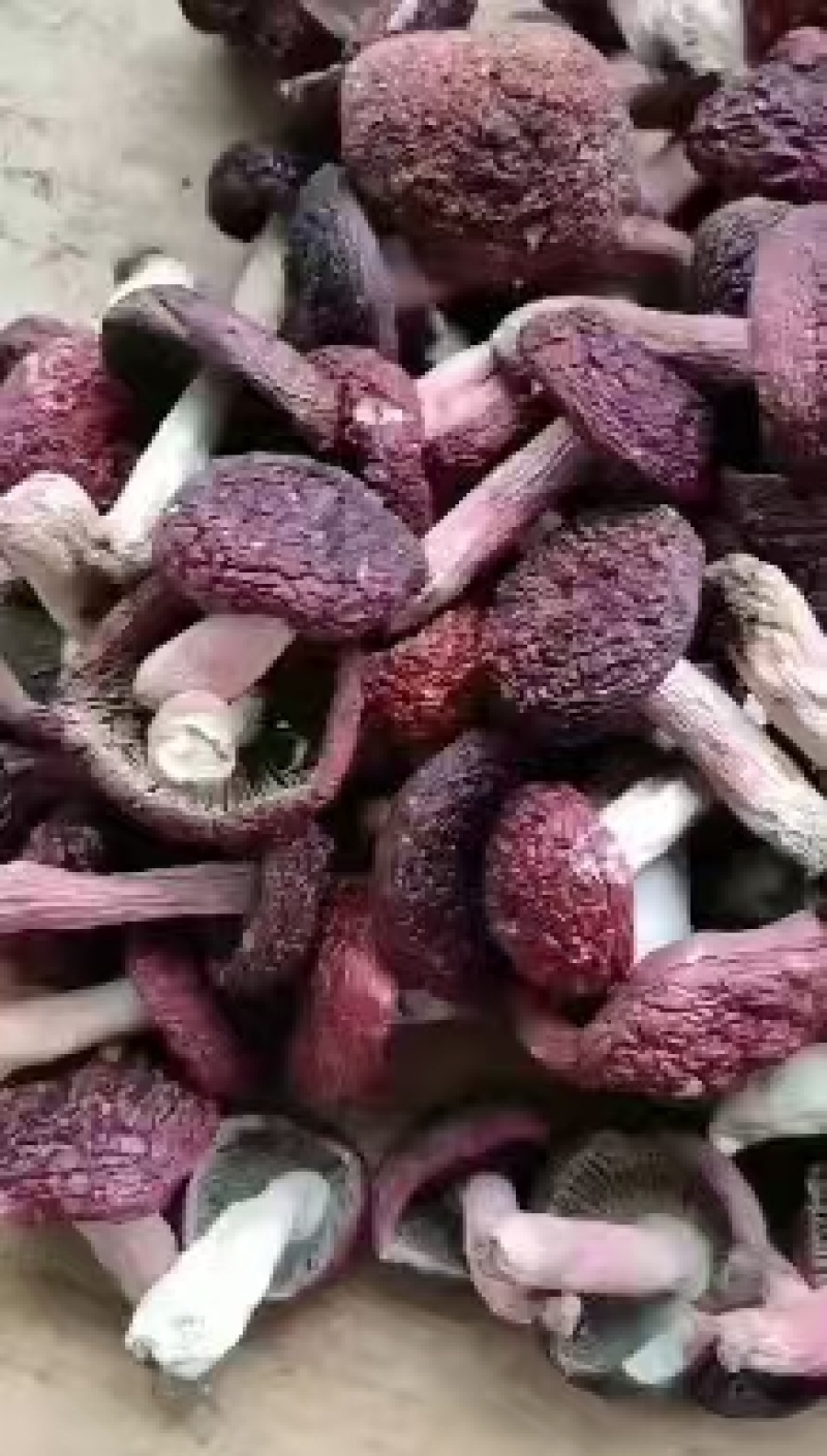 云南普洱野生正红菇大标菇中标菇小标菇小菇丁开伞菇
