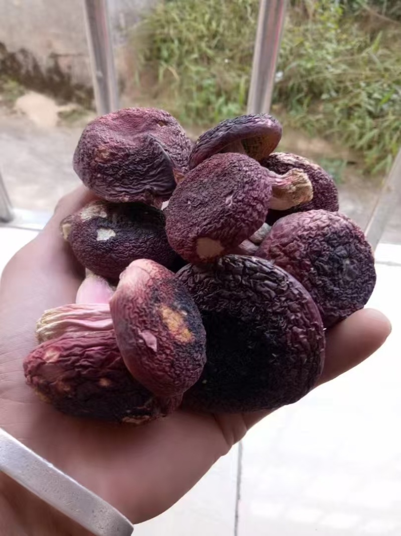 云南普洱野生正红菇大标菇中标菇小标菇小菇丁开伞菇