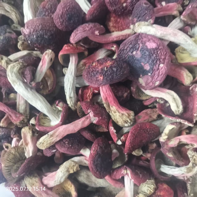 云南普洱野生正红菇大标菇中标菇小标菇小菇丁开伞菇