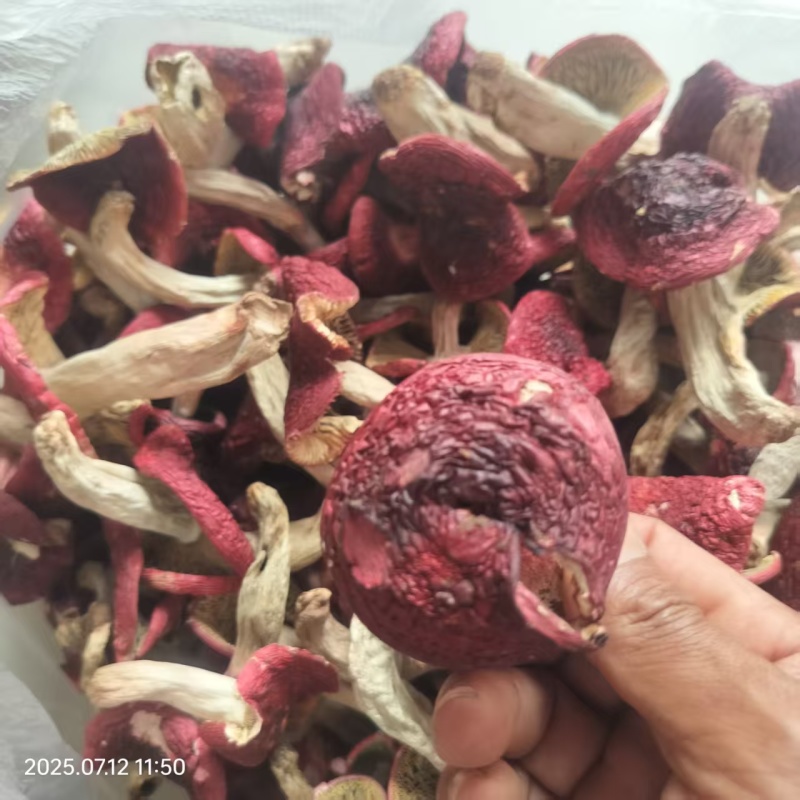 云南普洱野生正红菇大标菇中标菇小标菇小菇丁开伞菇