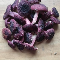 云南普洱野生正红菇大标菇中标菇小标菇小菇丁开伞菇