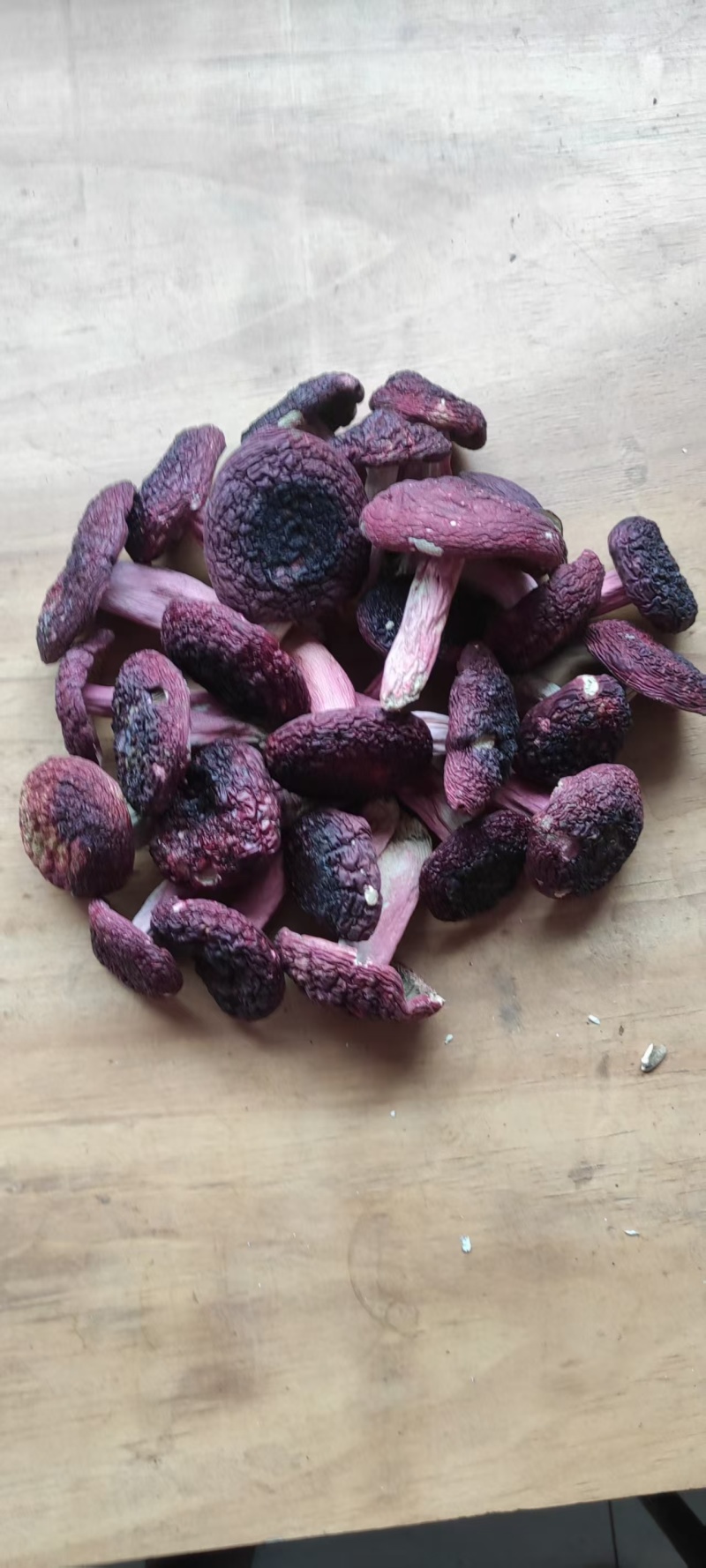 云南普洱野生正红菇大标菇中标菇小标菇小菇丁开伞菇