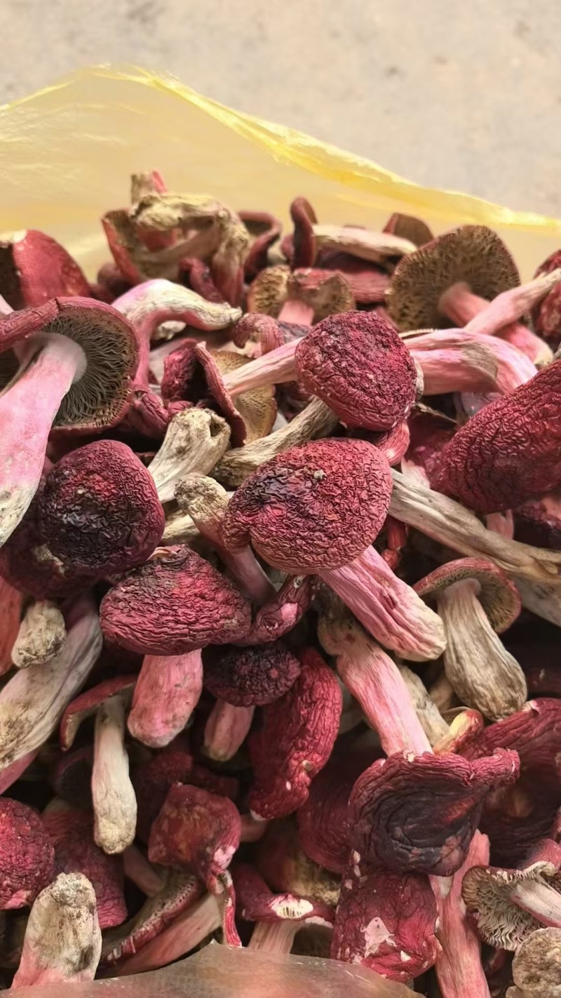 云南普洱野生正红菇大标菇中标菇小标菇小菇丁开伞菇