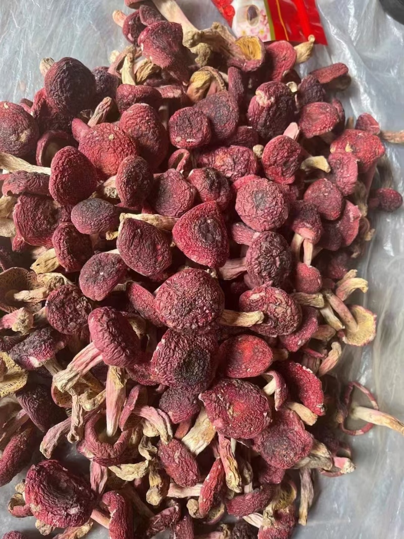 云南普洱野生正红菇大标菇中标菇小标菇小菇丁开伞菇