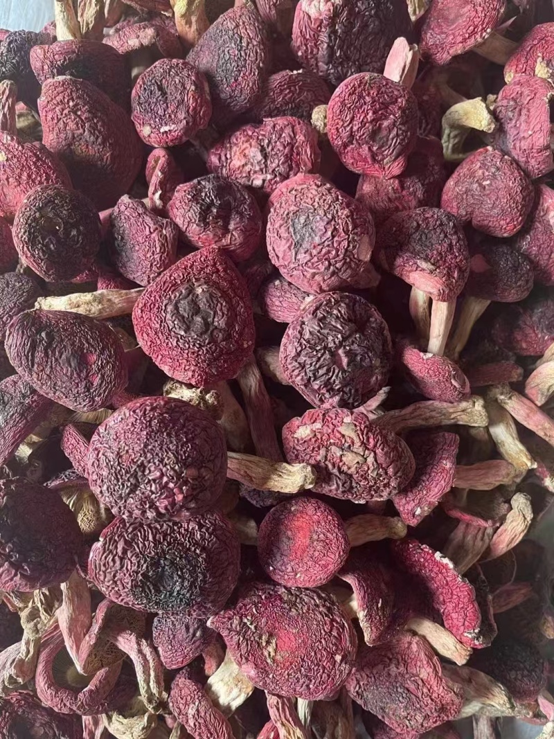 云南普洱野生正红菇大标菇中标菇小标菇小菇丁开伞菇