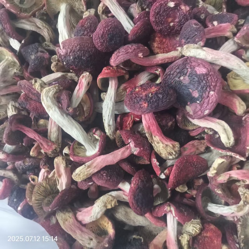 云南普洱野生正红菇大标菇中标菇小标菇小菇丁开伞菇