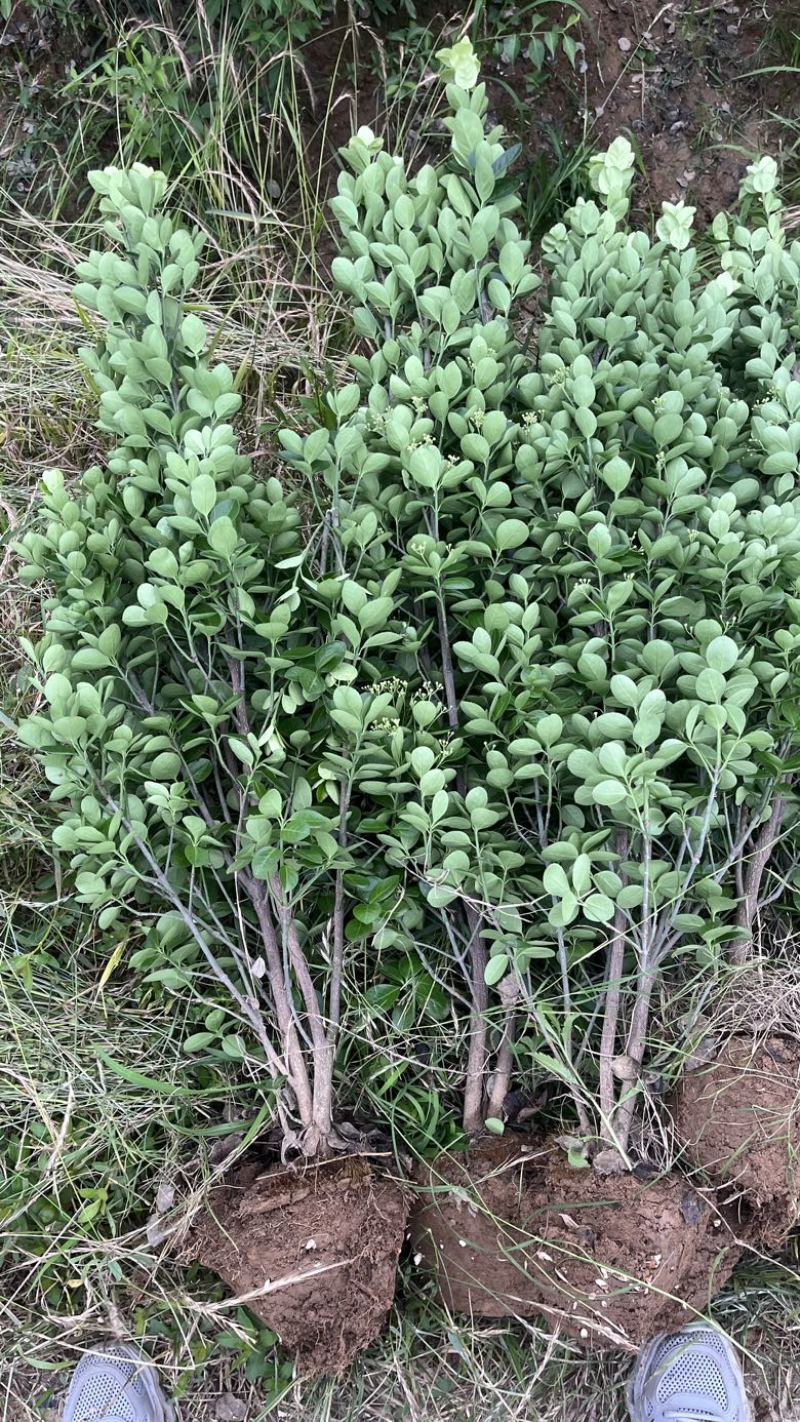 河南北海道黄杨基地规格齐全自产自销