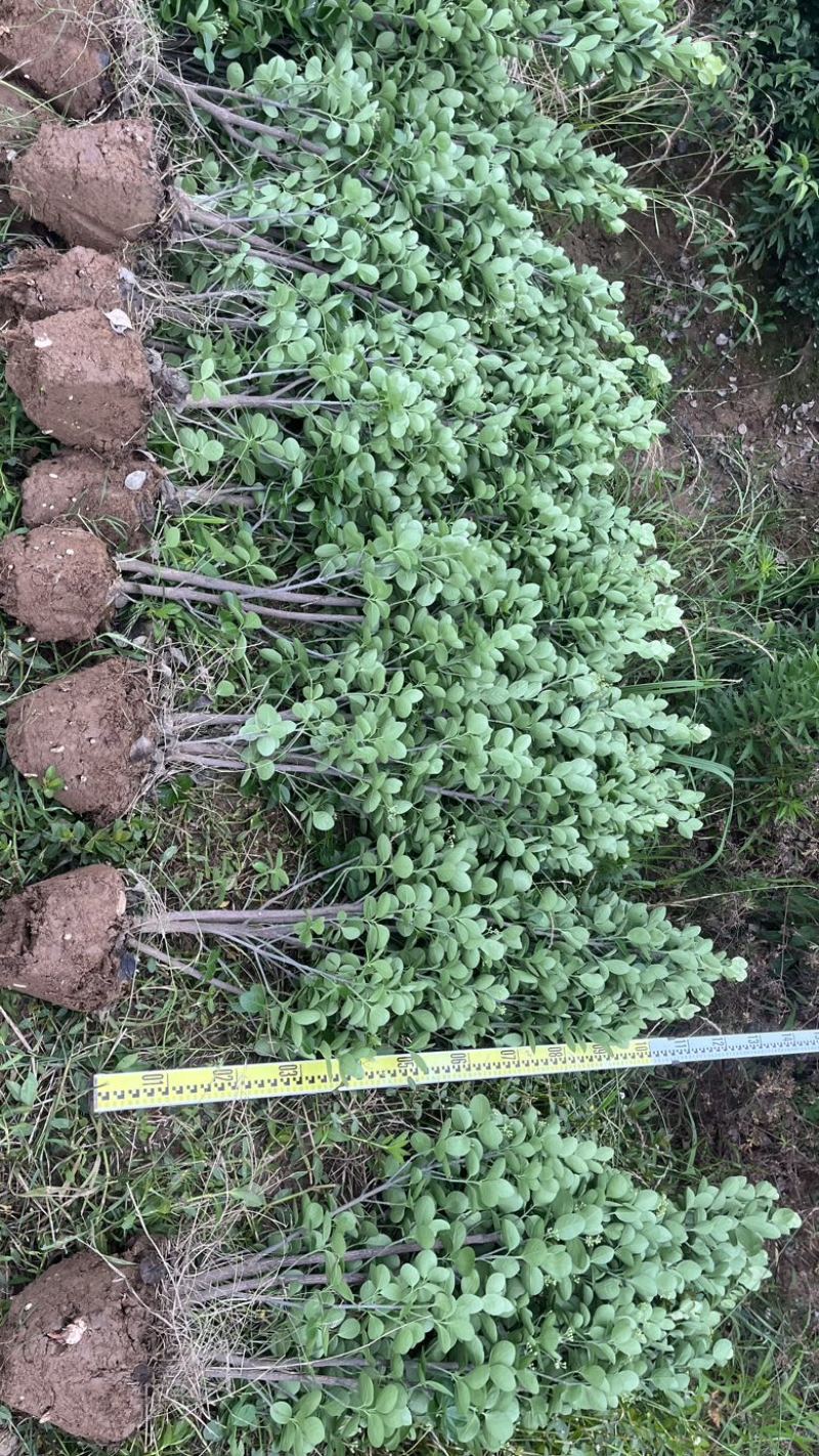 河南北海道黄杨基地规格齐全自产自销